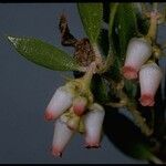 Arctostaphylos myrtifolia Flor