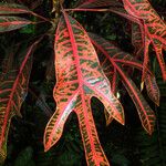 Codiaeum variegatum Foglia