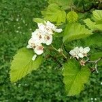 Crataegus holmesiana Hoja
