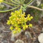 Euphorbia lamarckii Цветок
