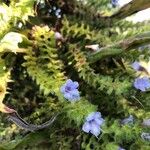 Echium wildpretii Blüte