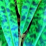 Etlingera brevilabrum Leaf