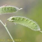Lathyrus hirsutus Mbuma