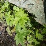 Anemone canadensis Leaf