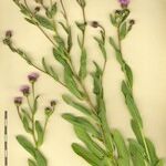 Erigeron atticus Mosusu