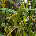 Carex pseudocyperus फल