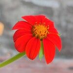 Tithonia rotundifoliaFlower