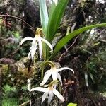 Jumellea triquetra Flower