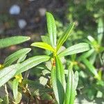Cistus ladanifer Hoja
