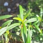 Cistus ladanifer برگ