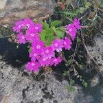 Primula hirsuta Λουλούδι