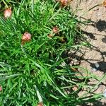 Armeria maritima List