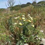 Glebionis coronaria Habitus