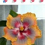 Hibiscus rosa-sinensisफूल