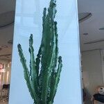 Euphorbia abyssinica Hoja