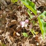 Trillium catesbaei Λουλούδι