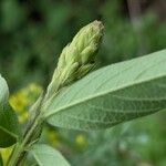 Desmodium canadense Yaprak