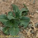 Carthamus rhaponticoides Hábito
