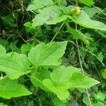 Clematis brachiata Leaf