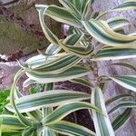 Dracaena reflexaLeaf