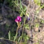 Vicia peregrina Flor