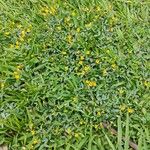 Zornia latifolia Hábito