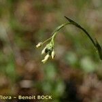 Camelina microcarpa Muu