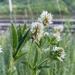 Trifolium montanum Квітка