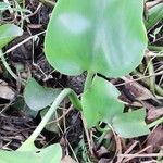 Pontederia crassipes 葉