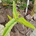 Cyphostemma juttae Hoja