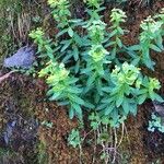 Euphorbia hyberna Žiedas