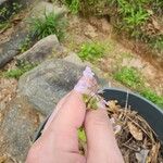 Stachys floridana Кветка