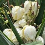 Yucca gloriosaFlower