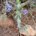 Lavandula multifida 葉