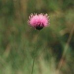 Klasea lycopifolia Bloem