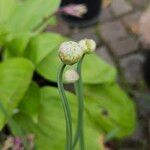 Allium senescens Flor