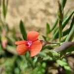 Lathyrus sphaericus Квітка