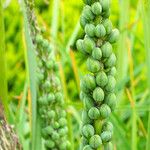 Kniphofia uvaria Fruit