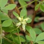 Ceratocapnos claviculataFlower