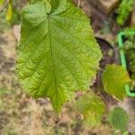 Corylus colurnaЛист