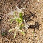 Sedum pulchellumVirág