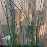 Equisetum giganteum Агульны выгляд