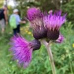 Cirsium rivulare Fula