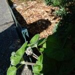 Pelargonium inodorum फूल