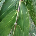 Sorghum arundinaceum Blatt