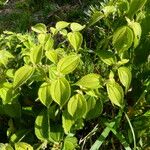 Miconia crenata Feuille