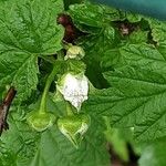 Rubus idaeus Flor