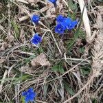 Gentiana brachyphyllaFlor