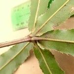 Macadamia tetraphylla Lehti