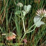 Trifolium michelianum ശീലം